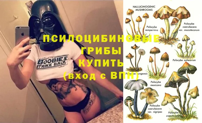 MEGA ССЫЛКА  Ленинск  Псилоцибиновые грибы Psilocybe 